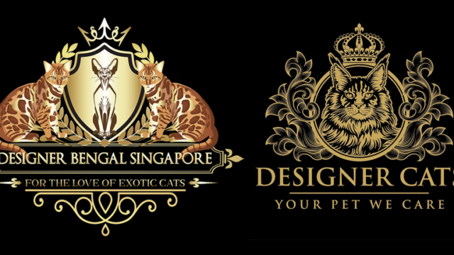 Designer Bengal – Bengal Cat Breeder in Singapore